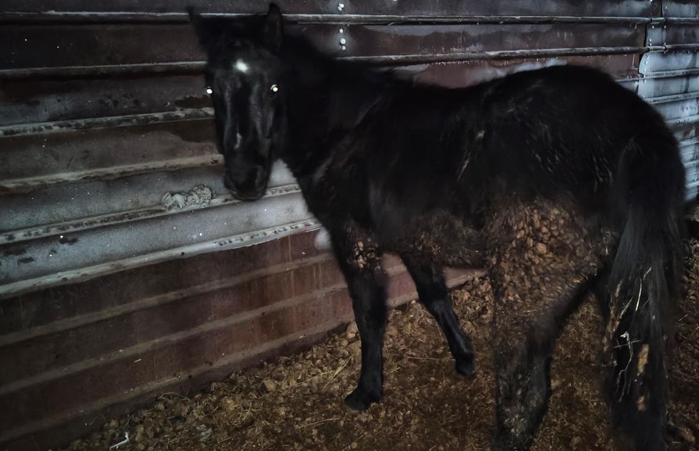 Продам жеребёнка Тая.