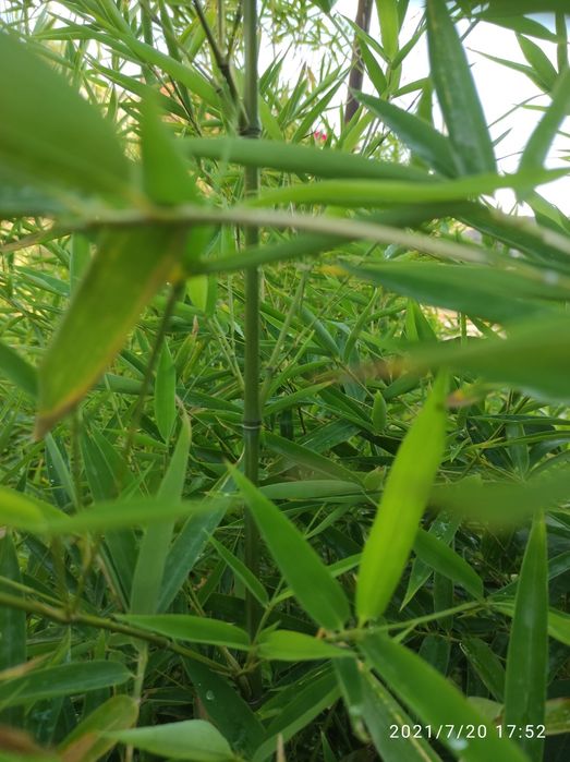 Продам саженцы бамбука