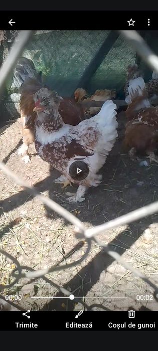 Strumski moțați bărboase!!!