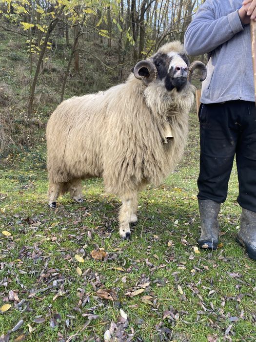 Vand sau schimb berbec breaz de soi bun