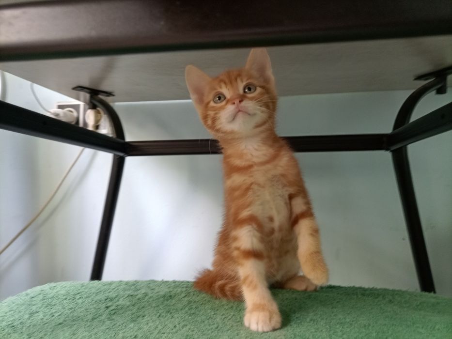 Котёнок продам продам.