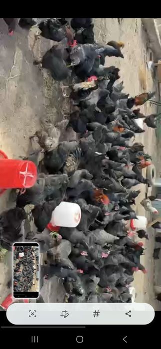 Инкубатор ун тухум уругланган