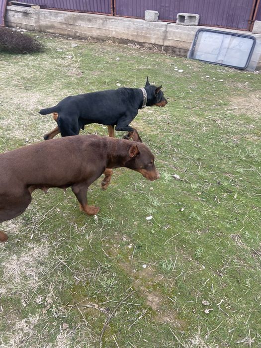 Щенки Добеман