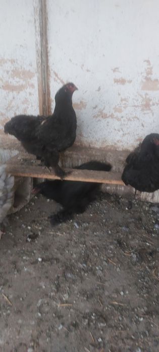 Vând găini  brahma