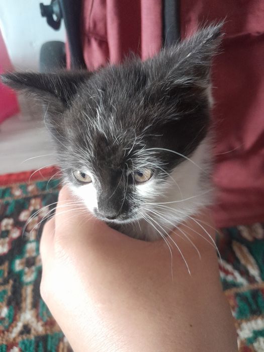 Мысық тегін береміз ұл