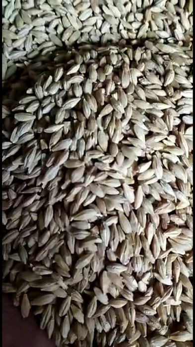 Ячмень, арпа. В мешках.