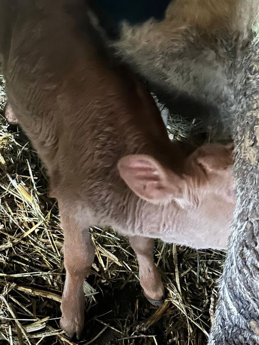 Vând vitele pe mărimi