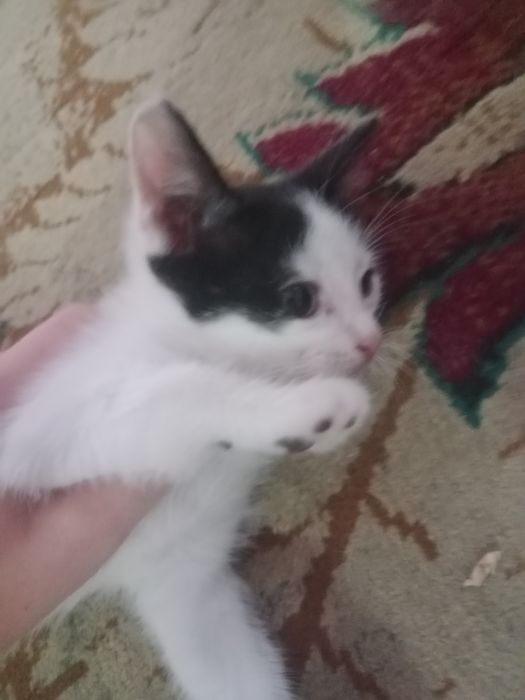 Отдадим красивых котят