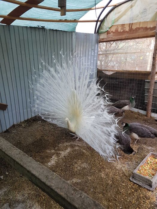 pauni diferite culori