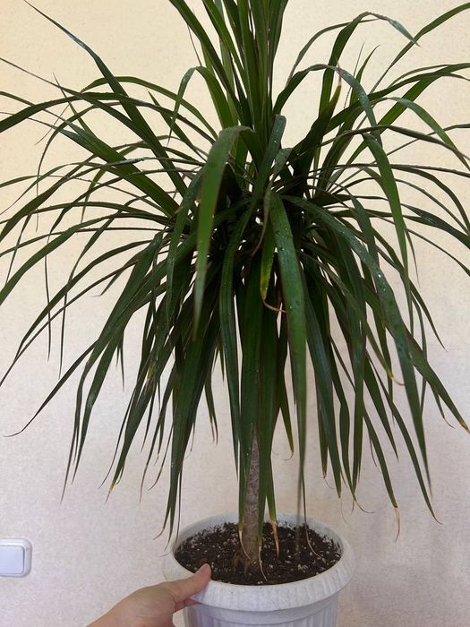 Продаю  драцену,