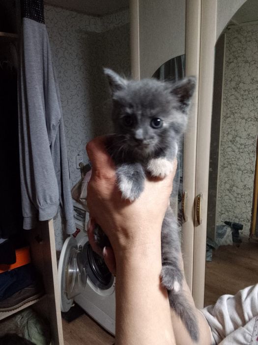 Отдам даром котят