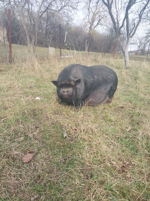 виетнамски прасета