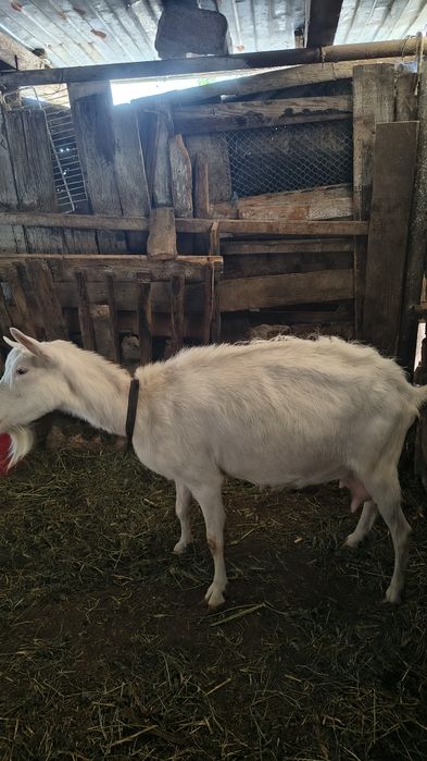 Capra de vânzare buna pentru lapte