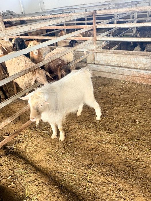 Заин теке сатылады