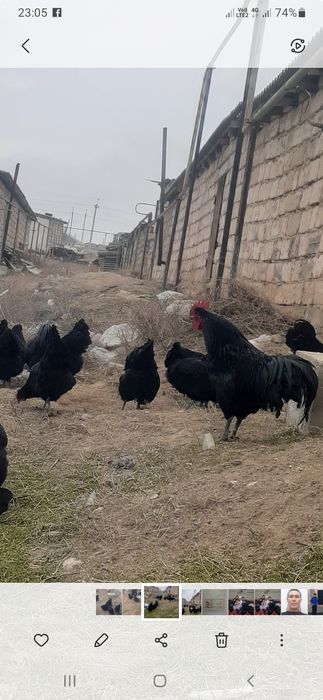 Австролорп балапандары сатылады