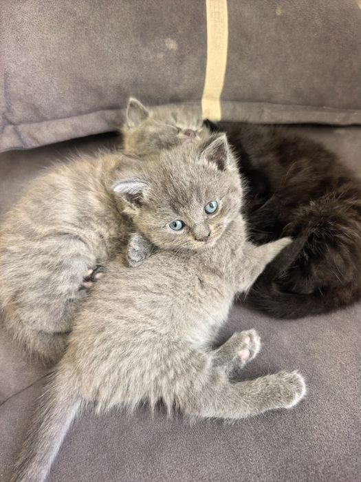 Котята британцы.
