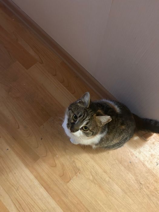 Кошка трехцветная приносит счастье