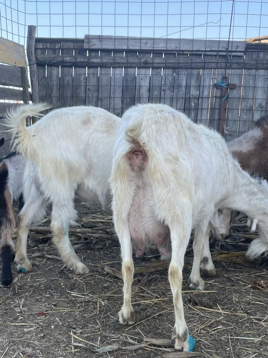 Capră Saanen cu 2 ieduțe gemene si una la prima fatare – rasă de lapte