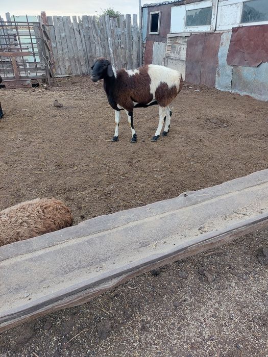Продам овец гисары в костанае