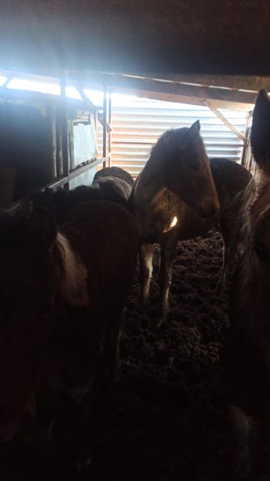 Продам жеребят!!!