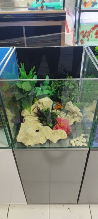 Akvarium tozalash xizmati