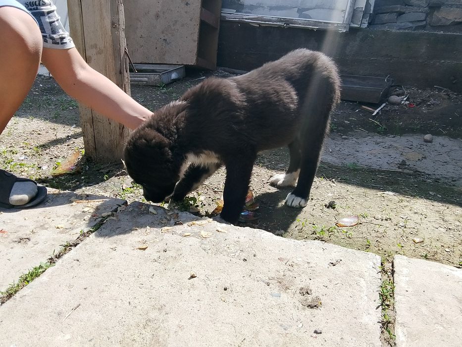 собаку сука продам