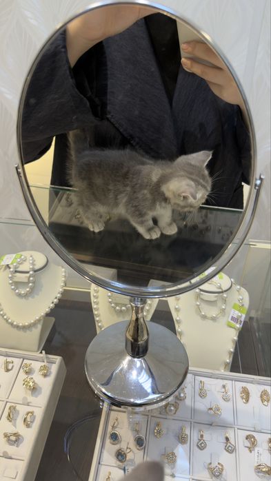 Шотландский котёнок, мальчик