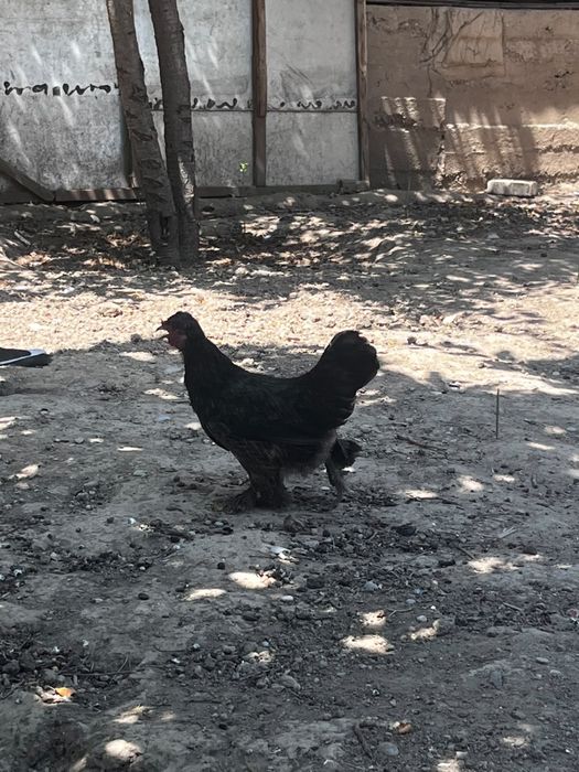 Продаются Японские куры