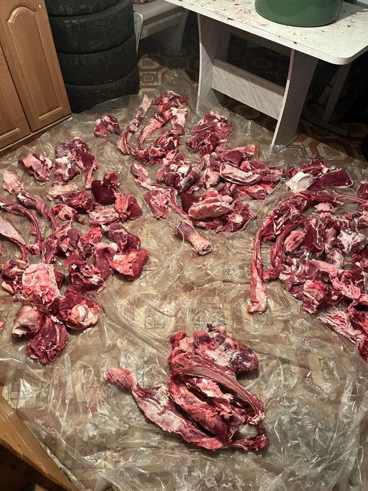 Продам мясо говядина