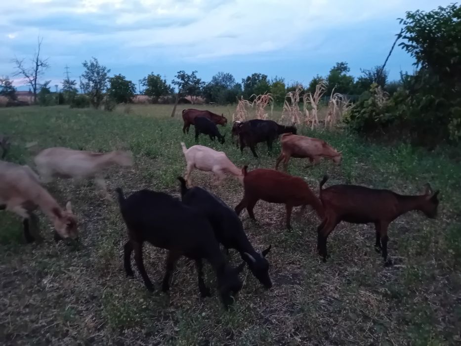 Vând iezi de anul acesta