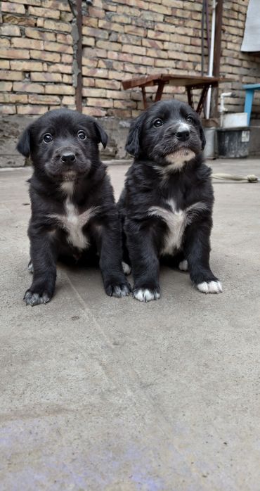 Щенки метисы, отдаем в добрые руки