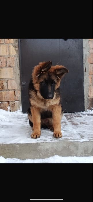 Продаю щенков немецкой овчарки
