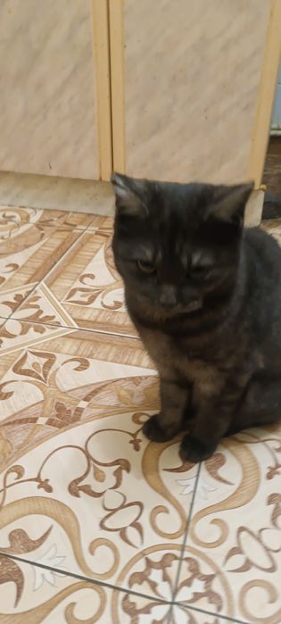 Кошечка  месяцев семь