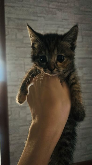 Котенки.        .