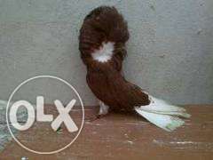 Porumbei Maria Stuart (Gulerati sau Iacobini)