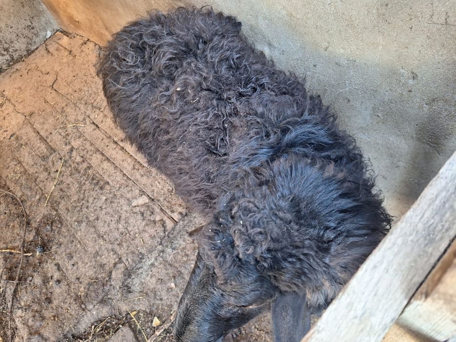 Еркек қошқар сатылады