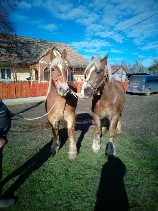 De vanzare iepe semigrele