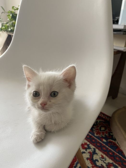 Красивые котята