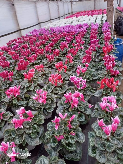 Vand flori cyclamen zambila primola