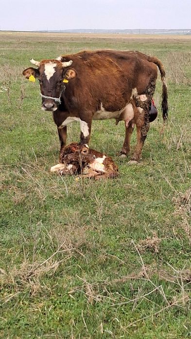 Vind 18 vaci bune de prăsilă