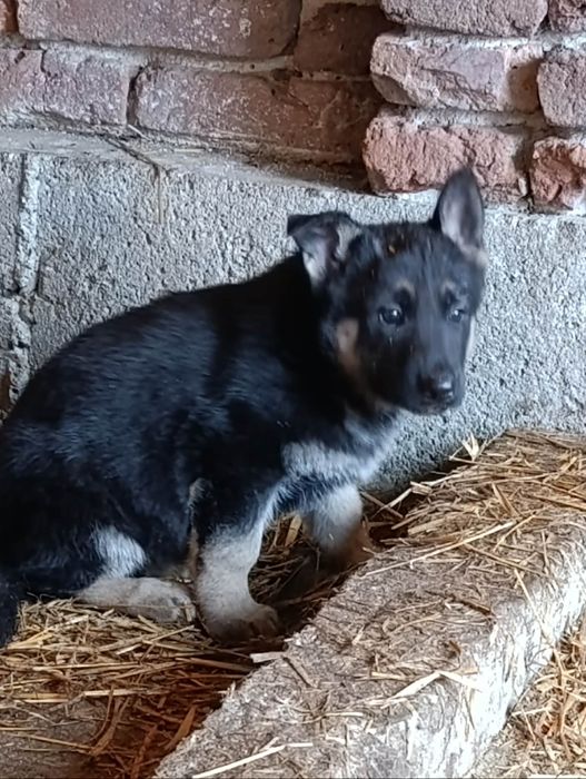 Продавам кученца