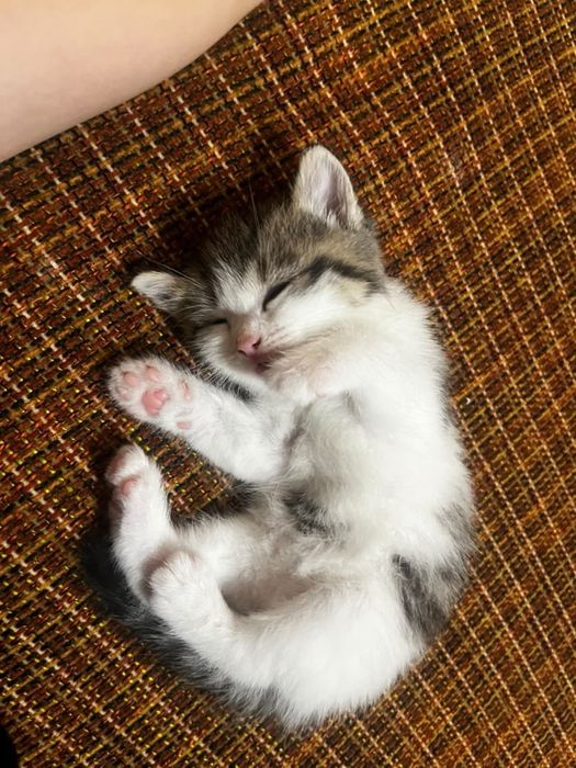 Котенок 2 месяца
