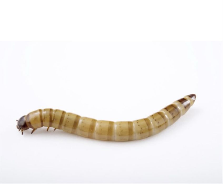 Лучший корм для домашних птиц , ежей , различных видов рептилий