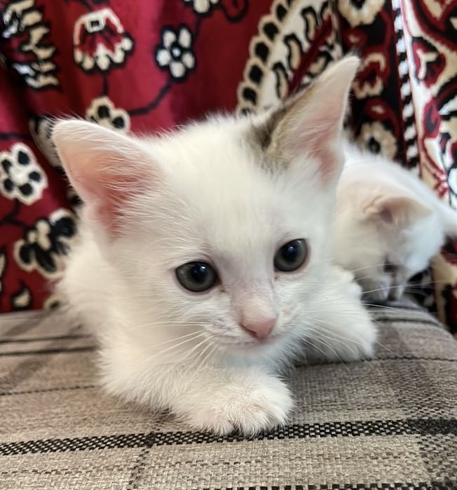 Кошечка 1,5 месяц