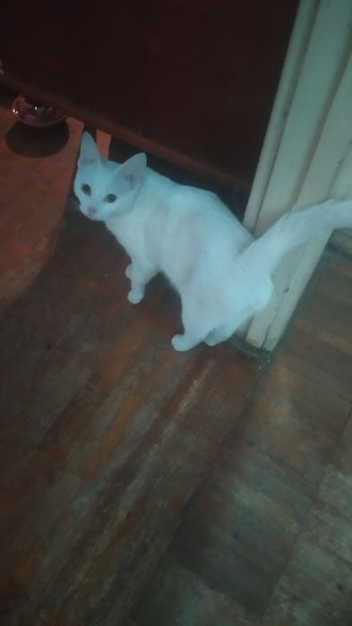 Отдам даром белоснежного котика