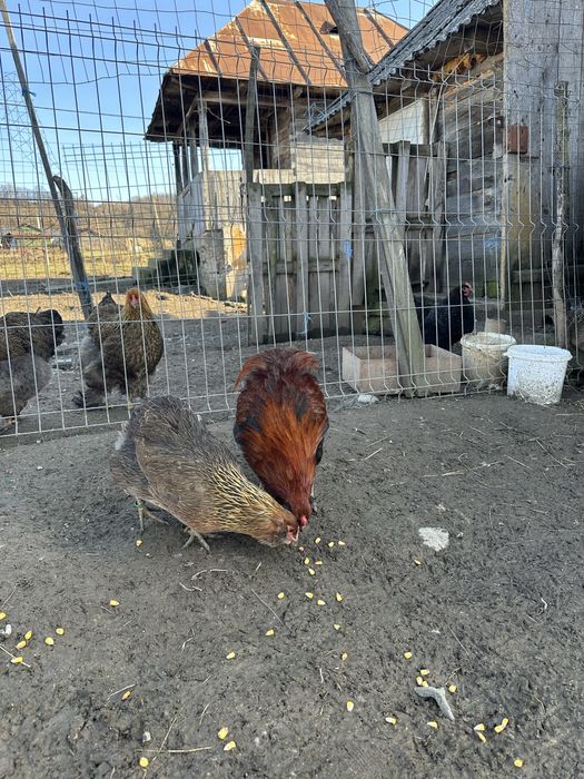 Familie gaini araucana