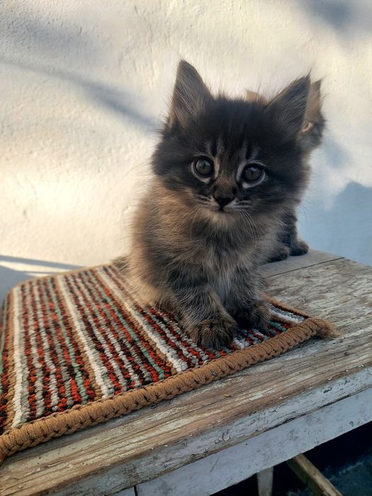 Отдам котят в Очень ДОБРЫЕ РУКИ !