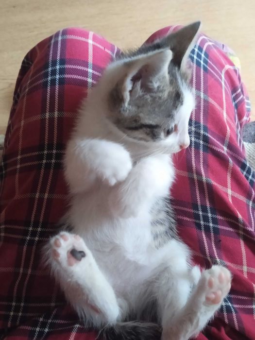 Adoptați-mă, sunt cuminte