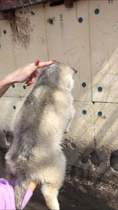 Девочка арлекино серебристая