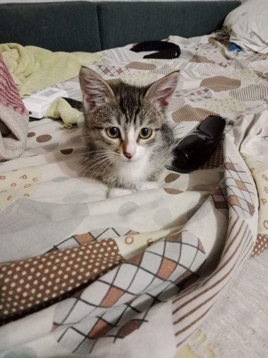Котёнок игрунья.